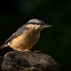 Redwell   27 05 2020   D500   Les 3.jpg